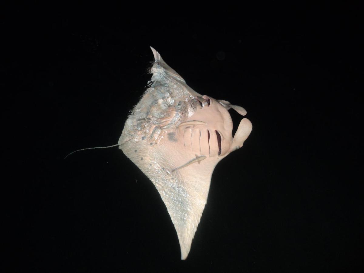 Leaf Fish Guesthouse Maldives Keyodhoo  외부 사진